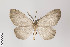  ( - ID 22555)  @13 [ ] Copyright (2011) Gunnar Brehm Institut fuer Spezielle Zoologie und Evolutionsbiologie, Friedrich-Schiller Universitat Jena