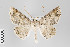  ( - ID 22583)  @15 [ ] Copyright (2011) Gunnar Brehm Institut fuer Spezielle Zoologie und Evolutionsbiologie, Friedrich-Schiller Universitat Jena