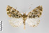  ( - ID 22608)  @12 [ ] Copyright (2011) Gunnar Brehm Institut fuer Spezielle Zoologie und Evolutionsbiologie, Friedrich-Schiller Universitat Jena