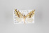  ( - ID 22621)  @12 [ ] Copyright (2011) Gunnar Brehm Institut fuer Spezielle Zoologie und Evolutionsbiologie, Friedrich-Schiller Universitat Jena