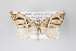  ( - ID 11163)  @11 [ ] Copyright (2011) Gunnar Brehm Institut fuer Spezielle Zoologie und Evolutionsbiologie, Friedrich-Schiller Universitat Jena