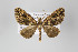 ( - ID 14207)  @12 [ ] Copyright (2011) Gunnar Brehm Institut fuer Spezielle Zoologie und Evolutionsbiologie, Friedrich-Schiller Universitat Jena