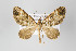  ( - ID 14252)  @12 [ ] Copyright (2011) Gunnar Brehm Institut fuer Spezielle Zoologie und Evolutionsbiologie, Friedrich-Schiller Universitat Jena