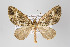  ( - ID 14253)  @11 [ ] Copyright (2011) Gunnar Brehm Institut fuer Spezielle Zoologie und Evolutionsbiologie, Friedrich-Schiller Universitat Jena