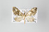  ( - ID 14255)  @13 [ ] Copyright (2011) Gunnar Brehm Institut fuer Spezielle Zoologie und Evolutionsbiologie, Friedrich-Schiller Universitat Jena