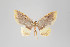  ( - ID 14548)  @13 [ ] Copyright (2011) Gunnar Brehm Institut fuer Spezielle Zoologie und Evolutionsbiologie, Friedrich-Schiller Universitat Jena