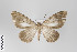  ( - ID 14817)  @12 [ ] Copyright (2011) Gunnar Brehm Institut fuer Spezielle Zoologie und Evolutionsbiologie, Friedrich-Schiller Universitat Jena