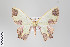  ( - ID 14837)  @11 [ ] Copyright (2011) Gunnar Brehm Institut fuer Spezielle Zoologie und Evolutionsbiologie, Friedrich-Schiller Universitat Jena