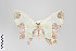  ( - ID 14847)  @12 [ ] Copyright (2011) Gunnar Brehm Institut fuer Spezielle Zoologie und Evolutionsbiologie, Friedrich-Schiller Universitat Jena