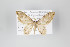  (Idaea arhostiodes - ID 14866)  @13 [ ] Copyright (2011) Gunnar Brehm Institut fuer Spezielle Zoologie und Evolutionsbiologie, Friedrich-Schiller Universitat Jena
