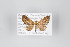  ( - ID 14869)  @13 [ ] Copyright (2011) Gunnar Brehm Institut fuer Spezielle Zoologie und Evolutionsbiologie, Friedrich-Schiller Universitat Jena