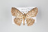  ( - ID 14894)  @13 [ ] Copyright (2011) Gunnar Brehm Institut fuer Spezielle Zoologie und Evolutionsbiologie, Friedrich-Schiller Universitat Jena