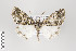  ( - ID 14912)  @11 [ ] Copyright (2011) Gunnar Brehm Institut fuer Spezielle Zoologie und Evolutionsbiologie, Friedrich-Schiller Universitat Jena