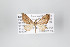 ( - ID 14931)  @12 [ ] Copyright (2011) Gunnar Brehm Institut fuer Spezielle Zoologie und Evolutionsbiologie, Friedrich-Schiller Universitat Jena