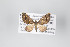  ( - ID 14932)  @11 [ ] Copyright (2011) Gunnar Brehm Institut fuer Spezielle Zoologie und Evolutionsbiologie, Friedrich-Schiller Universitat Jena