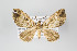  ( - ID 14933)  @13 [ ] Copyright (2011) Gunnar Brehm Institut fuer Spezielle Zoologie und Evolutionsbiologie, Friedrich-Schiller Universitat Jena