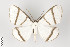  ( - ID 14940)  @13 [ ] Copyright (2011) Gunnar Brehm Institut fuer Spezielle Zoologie und Evolutionsbiologie, Friedrich-Schiller Universitat Jena