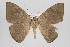  (Oxydia trychiata group - ID 15012)  @13 [ ] Copyright (2011) Gunnar Brehm Institut fuer Spezielle Zoologie und Evolutionsbiologie, Friedrich-Schiller Universitat Jena