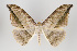  ( - ID 15046)  @14 [ ] Copyright (2011) Gunnar Brehm Institut fuer Spezielle Zoologie und Evolutionsbiologie, Friedrich-Schiller Universitat Jena