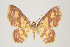  (Eois nr. internexa - ID 15079)  @13 [ ] Copyright (2011) Gunnar Brehm Institut fuer Spezielle Zoologie und Evolutionsbiologie, Friedrich-Schiller Universitat Jena