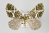  (Hydriomena multangulata - ID 15113)  @14 [ ] Copyright (2011) Gunnar Brehm Institut fuer Spezielle Zoologie und Evolutionsbiologie, Friedrich-Schiller Universitat Jena