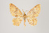  ( - ID 15157)  @14 [ ] Copyright (2011) Gunnar Brehm Institut fuer Spezielle Zoologie und Evolutionsbiologie, Friedrich-Schiller Universitat Jena
