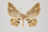  (Eois biradiata group - ID 15207)  @15 [ ] Copyright (2011) Gunnar Brehm Institut fuer Spezielle Zoologie und Evolutionsbiologie, Friedrich-Schiller Universitat Jena