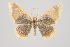  (Eois nr. bermellada - ID 15292)  @12 [ ] Copyright (2011) Gunnar Brehm Institut fuer Spezielle Zoologie und Evolutionsbiologie, Friedrich-Schiller Universitat Jena