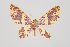  (Eois escamata - ID 15341)  @14 [ ] Copyright (2011) Gunnar Brehm Institut fuer Spezielle Zoologie und Evolutionsbiologie, Friedrich-Schiller Universitat Jena