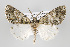  ( - ID 15357)  @15 [ ] Copyright (2011) Gunnar Brehm Institut fuer Spezielle Zoologie und Evolutionsbiologie, Friedrich-Schiller Universitat Jena