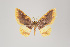  ( - ID 15362)  @13 [ ] Copyright (2011) Gunnar Brehm Institut fuer Spezielle Zoologie und Evolutionsbiologie, Friedrich-Schiller Universitat Jena