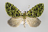  ( - ID 15386)  @13 [ ] Copyright (2011) Gunnar Brehm Institut fuer Spezielle Zoologie und Evolutionsbiologie, Friedrich-Schiller Universitat Jena