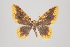  (Eois cobardata - ID 15400)  @15 [ ] Copyright (2011) Gunnar Brehm Institut fuer Spezielle Zoologie und Evolutionsbiologie, Friedrich-Schiller Universitat Jena