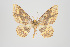  (Eois percisa - ID 15413)  @12 [ ] Copyright (2011) Gunnar Brehm Institut fuer Spezielle Zoologie und Evolutionsbiologie, Friedrich-Schiller Universitat Jena