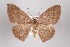 ( - ID 15418)  @14 [ ] Copyright (2011) Gunnar Brehm Institut fuer Spezielle Zoologie und Evolutionsbiologie, Friedrich-Schiller Universitat Jena
