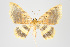  (Eois subtectata group - ID 15456)  @13 [ ] Copyright (2011) Gunnar Brehm Institut fuer Spezielle Zoologie und Evolutionsbiologie, Friedrich-Schiller Universitat Jena
