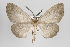  ( - ID 15474)  @13 [ ] Copyright (2011) Gunnar Brehm Institut fuer Spezielle Zoologie und Evolutionsbiologie, Friedrich-Schiller Universitat Jena