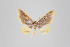  ( - ID 18171)  @13 [ ] Copyright (2011) Gunnar Brehm Institut fuer Spezielle Zoologie und Evolutionsbiologie, Friedrich-Schiller Universitat Jena