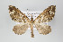  (Psaliodes nr. pervasata - ID 18222)  @11 [ ] Copyright (2011) Gunnar Brehm Institut fuer Spezielle Zoologie und Evolutionsbiologie, Friedrich-Schiller Universitat Jena