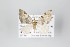  (Perizoma carnetincta - ID 18237)  @14 [ ] Copyright (2011) Gunnar Brehm Institut fuer Spezielle Zoologie und Evolutionsbiologie, Friedrich-Schiller Universitat Jena