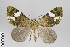 (Hydriomena polyphonta group - ID 18272)  @14 [ ] Copyright (2011) Gunnar Brehm Institut fuer Spezielle Zoologie und Evolutionsbiologie, Friedrich-Schiller Universitat Jena