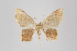  ( - ID 18441)  @12 [ ] Copyright (2011) Gunnar Brehm Institut fuer Spezielle Zoologie und Evolutionsbiologie, Friedrich-Schiller Universitat Jena
