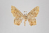  ( - ID 18444)  @12 [ ] Copyright (2011) Gunnar Brehm Institut fuer Spezielle Zoologie und Evolutionsbiologie, Friedrich-Schiller Universitat Jena