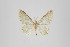  ( - ID 18445)  @13 [ ] Copyright (2011) Gunnar Brehm Institut fuer Spezielle Zoologie und Evolutionsbiologie, Friedrich-Schiller Universitat Jena