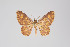  ( - ID 18447)  @13 [ ] Copyright (2011) Gunnar Brehm Institut fuer Spezielle Zoologie und Evolutionsbiologie, Friedrich-Schiller Universitat Jena