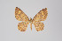  ( - ID 18448)  @13 [ ] Copyright (2011) Gunnar Brehm Institut fuer Spezielle Zoologie und Evolutionsbiologie, Friedrich-Schiller Universitat Jena