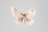 (Eois inflammata group - ID 18460)  @11 [ ] Copyright (2011) Gunnar Brehm Institut fuer Spezielle Zoologie und Evolutionsbiologie, Friedrich-Schiller Universitat Jena