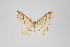  (Eois concatenata group - ID 18462)  @11 [ ] Copyright (2011) Gunnar Brehm Institut fuer Spezielle Zoologie und Evolutionsbiologie, Friedrich-Schiller Universitat Jena