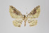  ( - ID 18473)  @13 [ ] Copyright (2011) Gunnar Brehm Institut fuer Spezielle Zoologie und Evolutionsbiologie, Friedrich-Schiller Universitat Jena