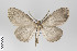  ( - ID 18483)  @14 [ ] Copyright (2011) Gunnar Brehm Institut fuer Spezielle Zoologie und Evolutionsbiologie, Friedrich-Schiller Universitat Jena
